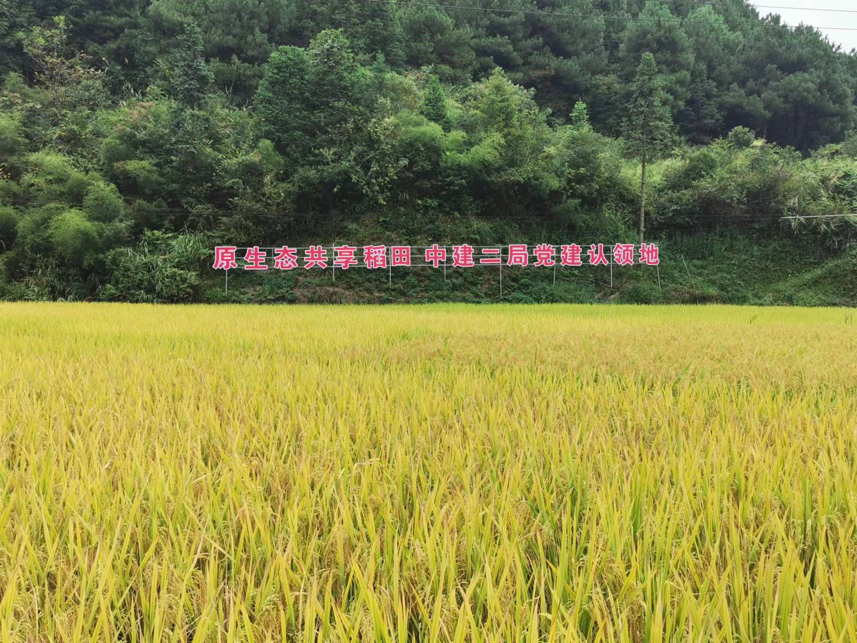 麦田外景.jpg